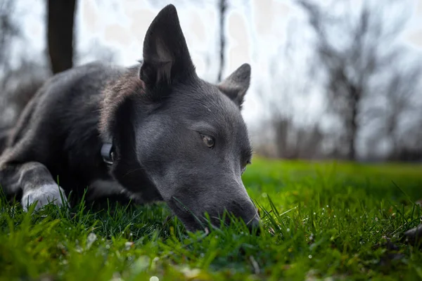 Szary Pies Białymi Plamami Wącha Trawę Parku — Zdjęcie stockowe