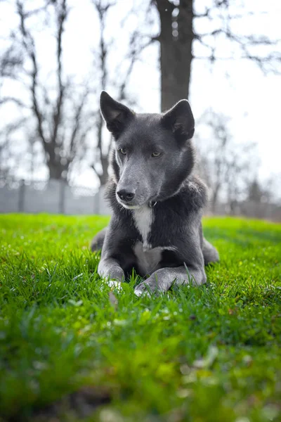公園の緑の芝生の上に白い斑点のある灰色の犬 — ストック写真
