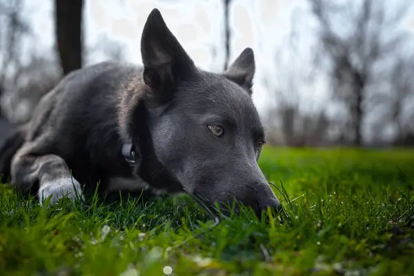 Grå Hund Med Vita Prickar Sniffar Gräset Parken — Stockfoto