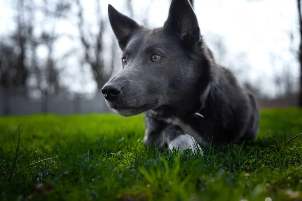 公園の緑の芝生の上に白い斑点のある灰色の犬 — ストック写真