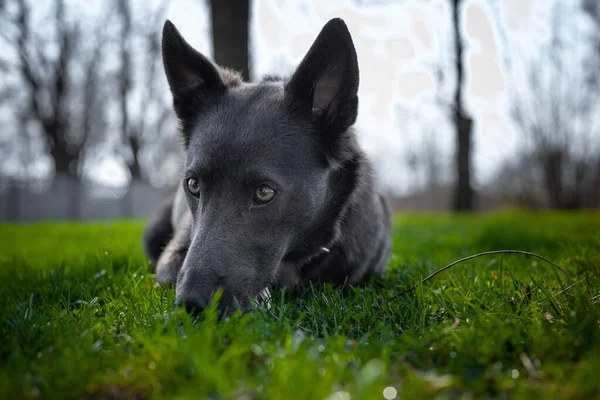 A gray dog with white spots sniffs the grass in the park