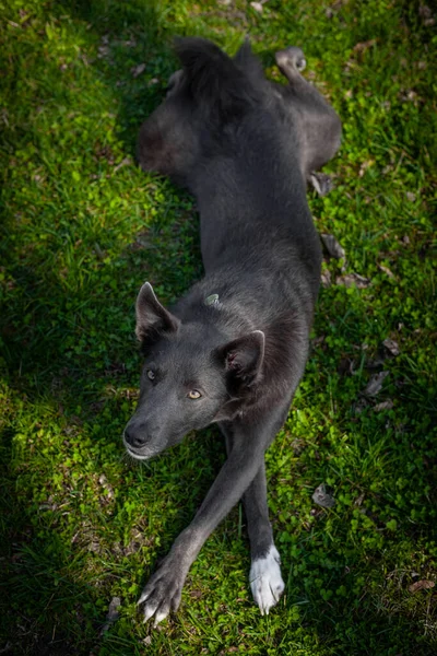 Hund Grå Färg Med Vita Fläckar Gräset Med Korsade Ben — Stockfoto