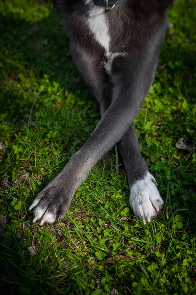 Σκύλος Γκρι Χρώμα Λευκές Κηλίδες Στο Γρασίδι Σταυρωμένα Πόδια — Φωτογραφία Αρχείου