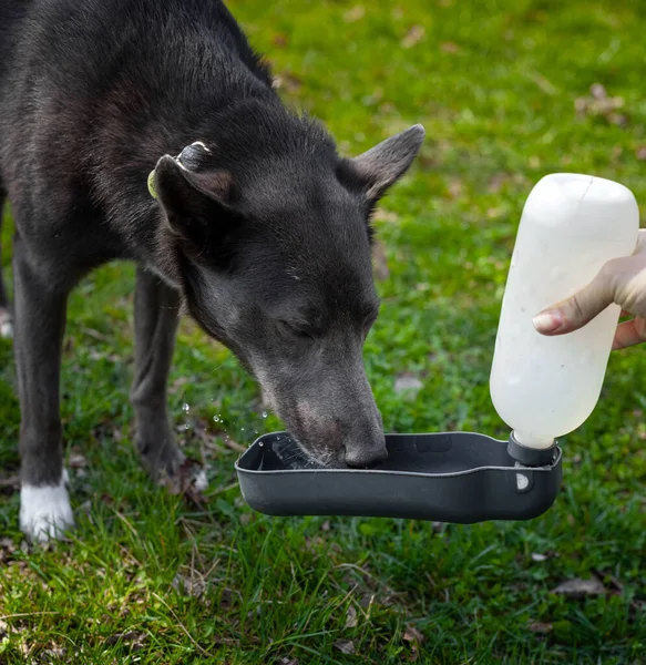 A gray dog with white spots drinks water from a bowl in the park