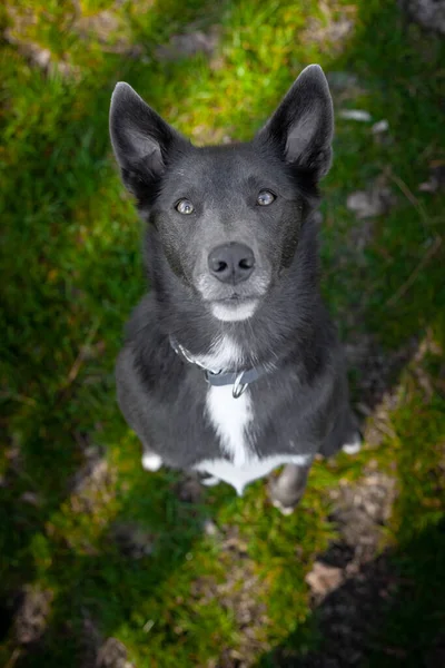 Szary Pies Białymi Plamami Siedzi Trawie Patrzy Kamerę — Zdjęcie stockowe