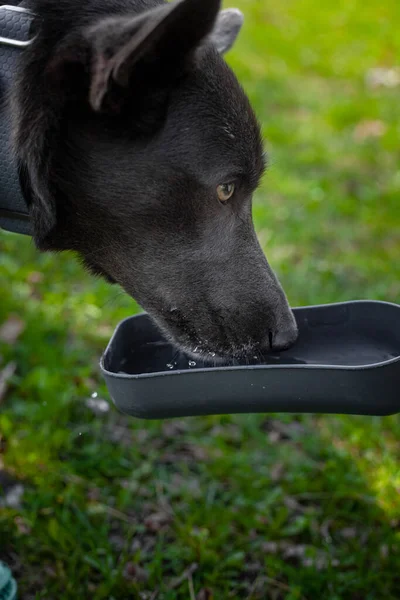 Grå Hund Med Vita Prickar Dricker Vatten Från Skål Parken — Stockfoto