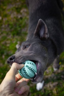 Gri bir köpek parktaki bir adamın elinde yeşil bir topla oynuyor.