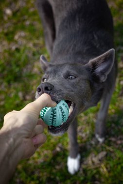 Gri bir köpek parktaki bir adamın elinde yeşil bir topla oynuyor.
