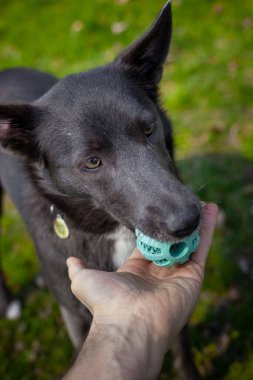 Gri bir köpek parktaki bir adamın elinde yeşil bir topla oynuyor.