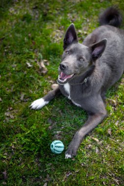 Gri renkli köpek parkta çimlerin üzerinde yeşil bir topla oynar.