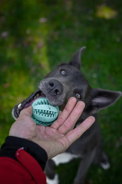Grå Hund Leker Med Grön Boll Händerna Man Parken — Stockfoto