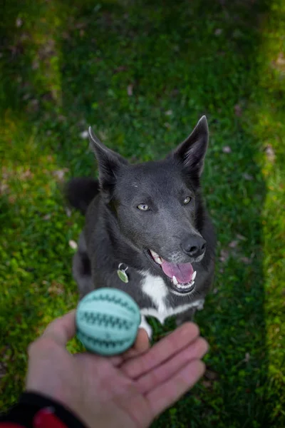 Een Grijze Hond Speelt Met Een Groene Bal Handen Van — Stockfoto