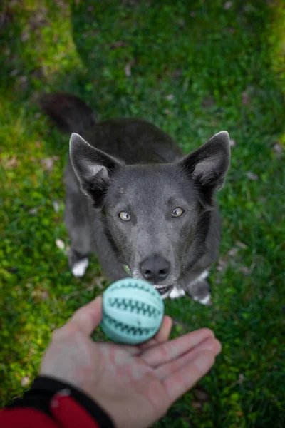 Een Grijze Hond Speelt Met Een Groene Bal Handen Van — Stockfoto