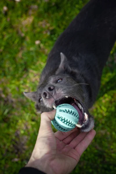 公園の男の手の中に緑のボールで遊ぶ灰色の犬 — ストック写真
