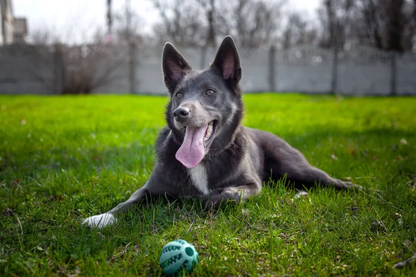 Gray color dog plays with a green ball on the grass in the park