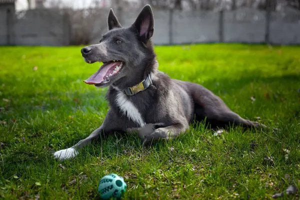 Серый Пес Играет Зеленым Мячом Траве Парке — стоковое фото