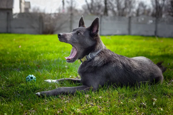 Grå Färg Hund Leker Med Grön Boll Gräset Parken — Stockfoto