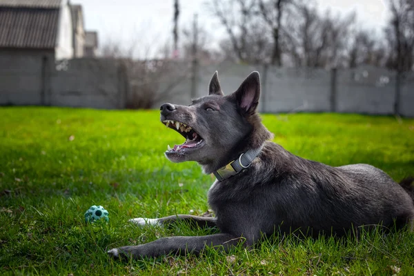 Grå Färg Hund Leker Med Grön Boll Gräset Parken — Stockfoto