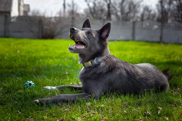 Szary Kolorowy Pies Bawi Się Zieloną Kulą Trawie Parku — Zdjęcie stockowe