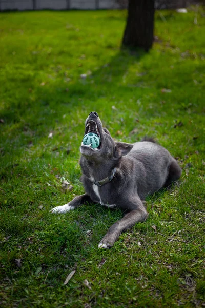 Gray Dog Bites Green Ball Grass Park — Stock Photo, Image