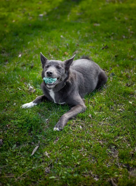 A gray dog bites a green ball on the grass in the park