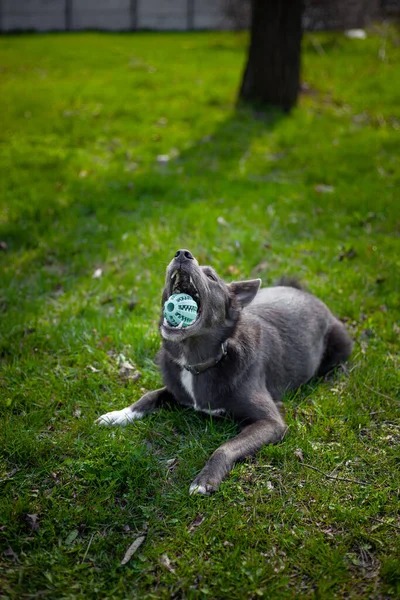 Gri Bir Köpek Parktaki Çimlerde Yeşil Bir Topu Isırıyor — Stok fotoğraf