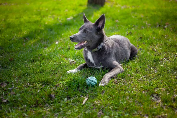 Grijze Kleur Hond Speelt Met Een Groene Bal Het Gras — Stockfoto