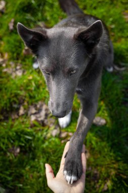 Gri bir köpek bir kıza pençesini verir ve onu eline verir.