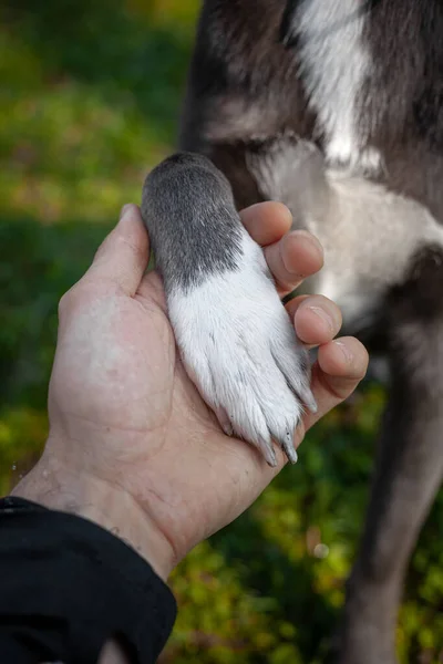Szary Pies Podaje Łapę Dziewczynie Wkłada Ręki — Zdjęcie stockowe