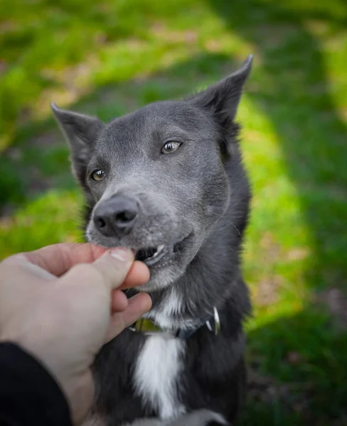 Grå Färg Hund Äter Träning Mellanmål Från Mänskliga Händer — Stockfoto