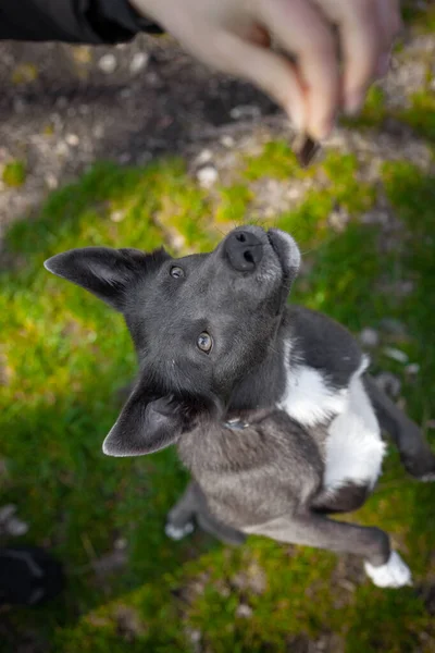 Grijze Kleur Hond Eet Training Snack Uit Menselijke Handen — Stockfoto