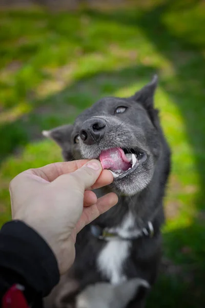 Grå Färg Hund Äter Träning Mellanmål Från Mänskliga Händer — Stockfoto