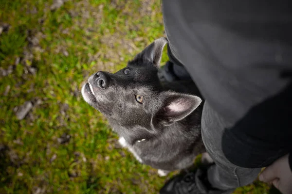 Een Grijze Hond Zit Aan Voeten Van Een Meisje Omhoog — Stockfoto