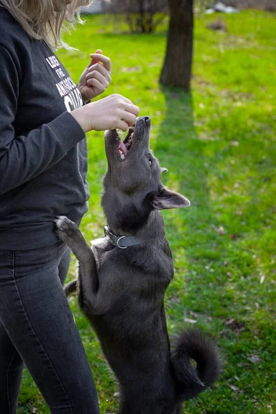 Szary Pies Stoi Tylnych Nogach Opierając Się Dziewczynie Która Karmi — Zdjęcie stockowe
