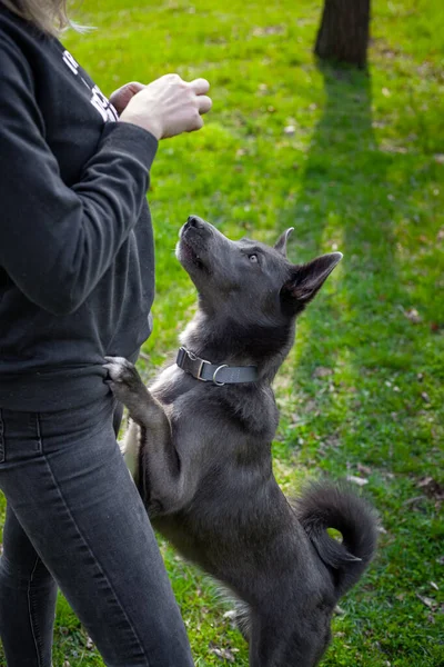 Szary Pies Stoi Tylnych Nogach Opierając Się Dziewczynie Która Karmi — Zdjęcie stockowe