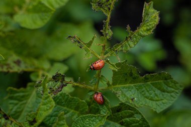 Colorado patates böceği ve larva taze patates yaprakları üzerinde