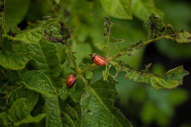 Colorado patates böceği ve larva taze patates yaprakları üzerinde