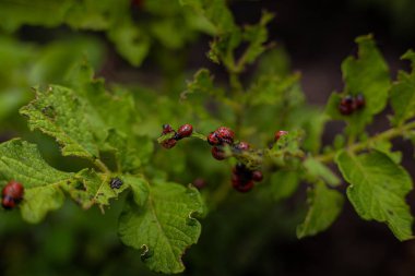 Colorado patates böceği ve larva taze patates yaprakları üzerinde