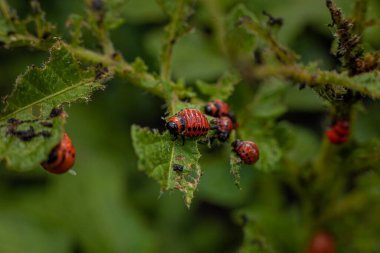 Colorado patates böceği ve larva taze patates yaprakları üzerinde