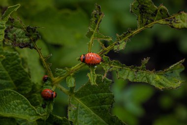 Colorado patates böceği ve larva taze patates yaprakları üzerinde