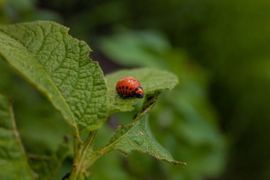 Colorado patates böceği ve larva taze patates yaprakları üzerinde