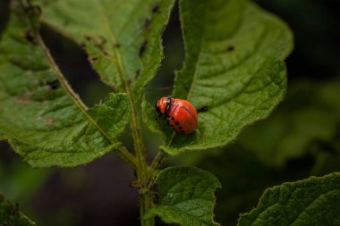 Colorado patates böceği ve larva taze patates yaprakları üzerinde