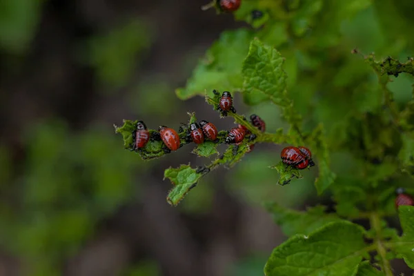 Escarabajo Patata Colorado Larvas Hojas Jóvenes Patata — Foto de Stock