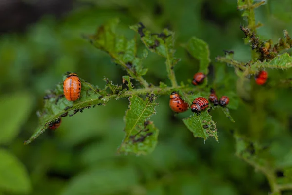 Escarabajo Patata Colorado Larvas Hojas Jóvenes Patata — Foto de Stock