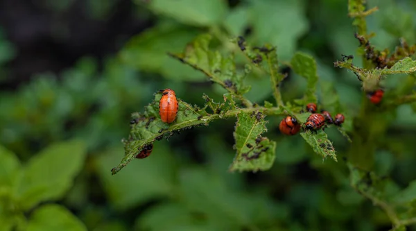 콜로라도 잎벌레와 — 스톡 사진