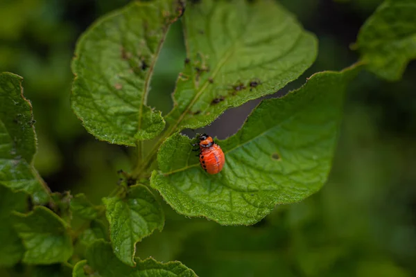 科罗拉多马铃薯甲虫和幼龄马铃薯叶上的幼虫 — 图库照片