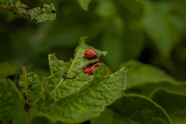Colorado Potato Beetle Larvae Young Potato Leaves — Stock Photo, Image