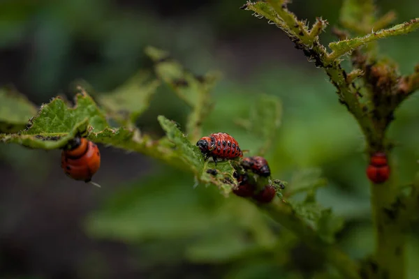 科罗拉多马铃薯甲虫和幼龄马铃薯叶上的幼虫 — 图库照片