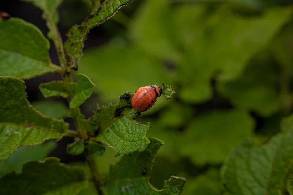 Colorado Potato Beetle Larvae Young Potato Leaves — Stock Photo, Image