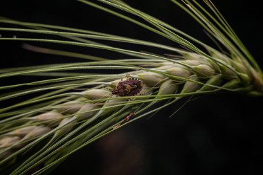 Esmer arka planda bir buğday dalındaki mermer böcek